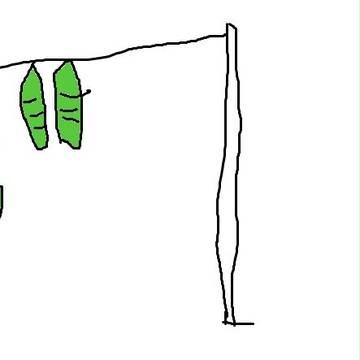 葉を干したベイリーフ