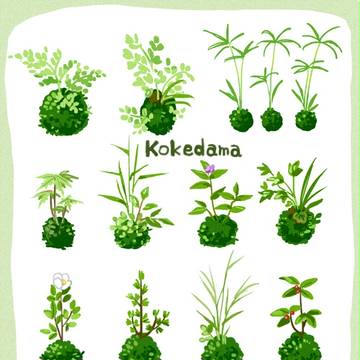 苔玉