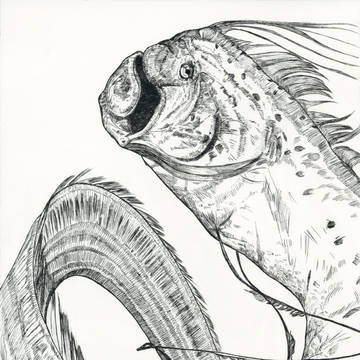 刀の魚と深海の魚