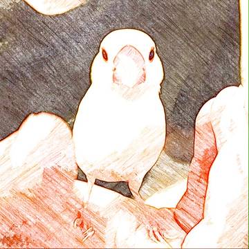 白文鳥
