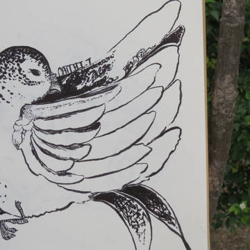 I drew a bird :D