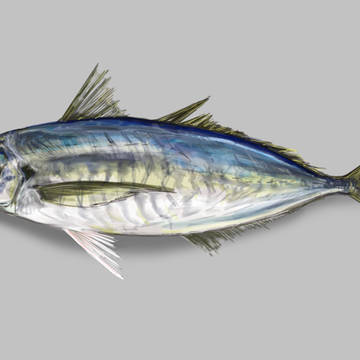 鯵