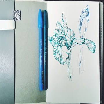 鸢尾花