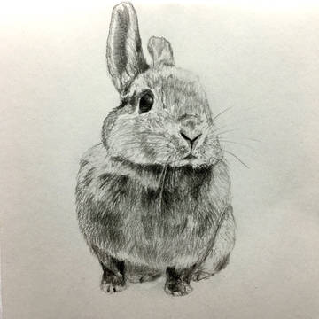 うさぎ