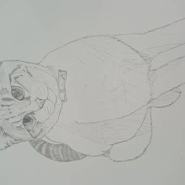 ニャンズ