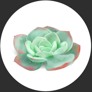 白牡丹