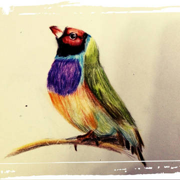 Lovely birds