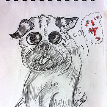 髪かき上げるパグ