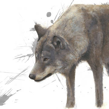 okami