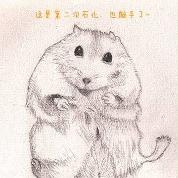 仓鼠(中国語注意) ハムスター Hamster