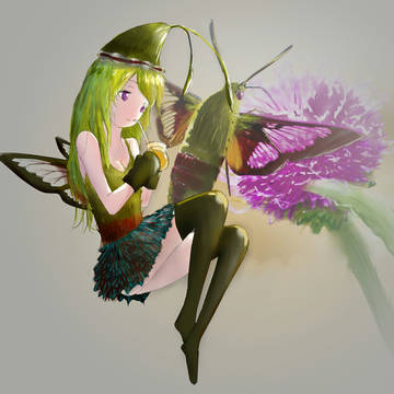 蜂鸟鹰蛾