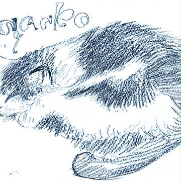 猫です