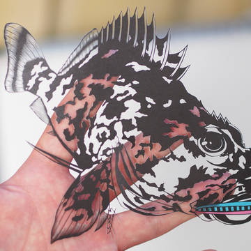 ガシラ(笠子)【切り絵】