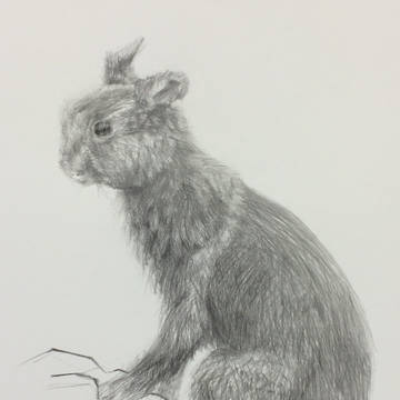 ウサギ