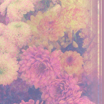 表紙用フリー素材　chrysanthemum