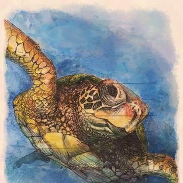 ウミガメ