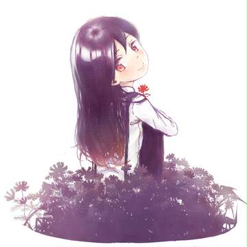 大波斯菊
