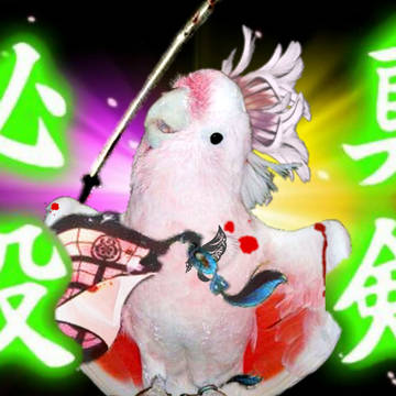 傾国鳥