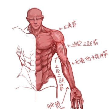 筋肉練習