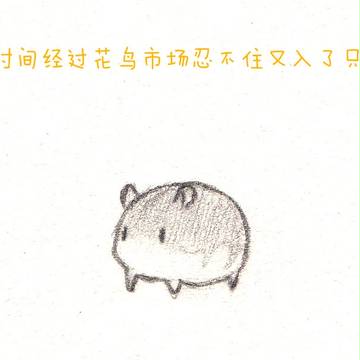 仓鼠(中国語注意) ハムスター Hamster