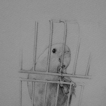 コザクラインコ