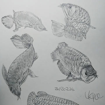 【今日の落書き】アロワナづくし