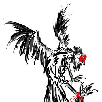 fighting cock