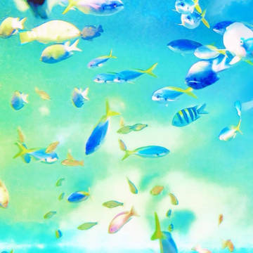 空に泳ぐ魚