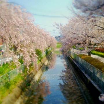 桜2