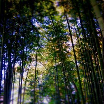 竹林2