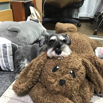 マッカチンと愛犬