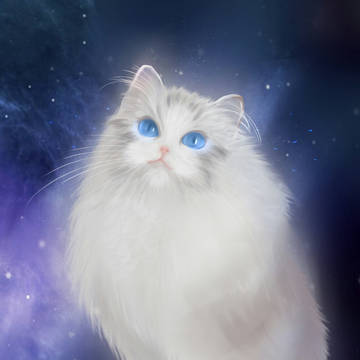 画猫
