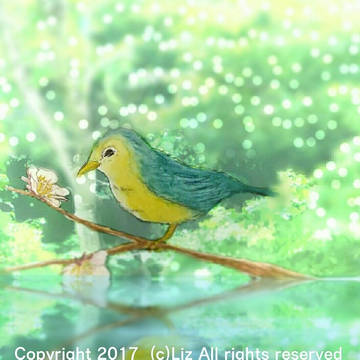 はるまちどり　　Spring Bird