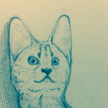 サーバル 薮猫