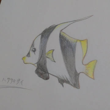 ハタタテダイ