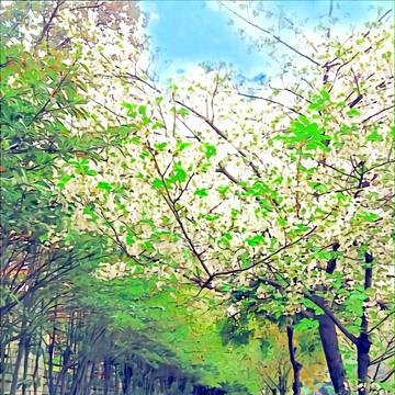 樱花
