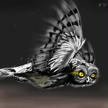 owl