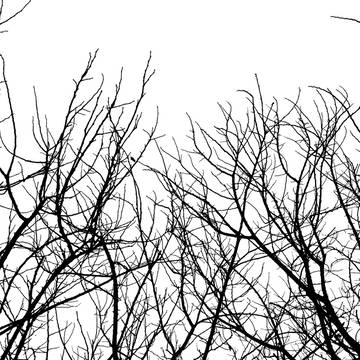 the tree.
