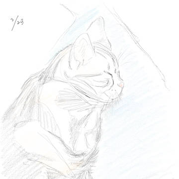 ねこ