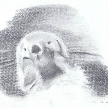 sketch