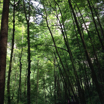 山林