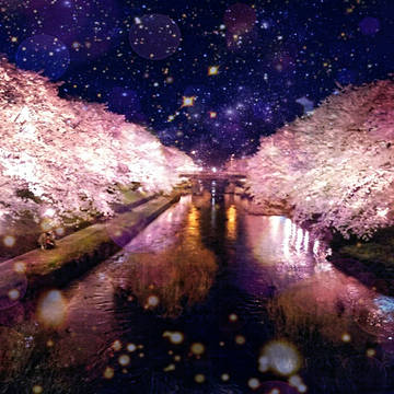 夜桜