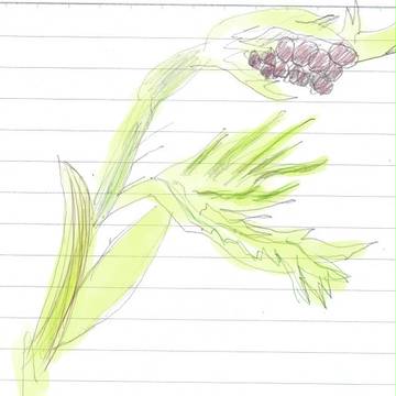 紅葉の花