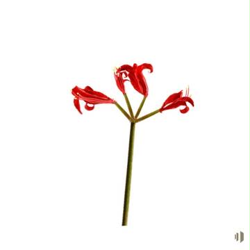彼岸花