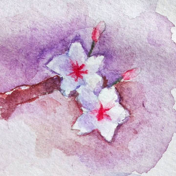 樱花