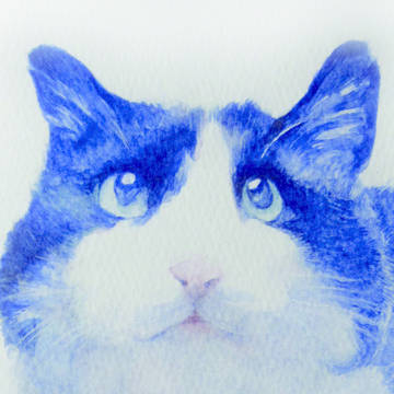 見上げる猫さん
