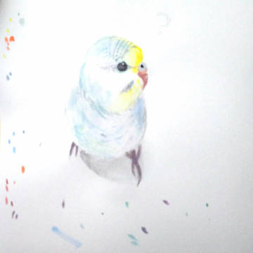 背黄青鸚哥