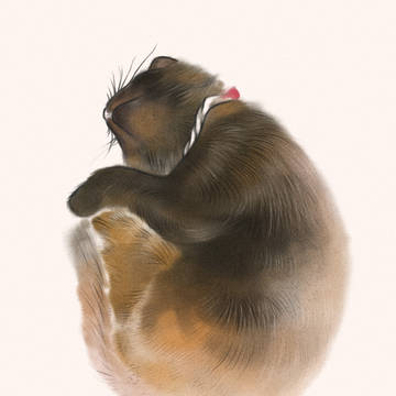 眠り猫
