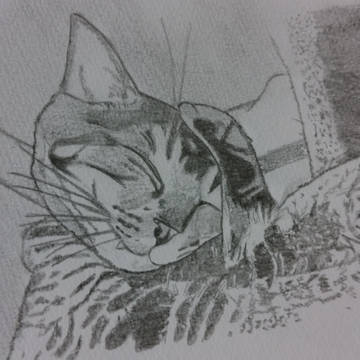 猫