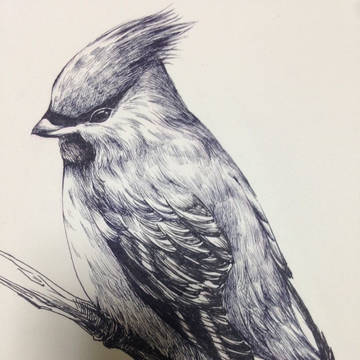 鸟